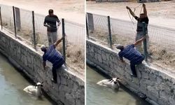 Kaçan kurbanlık dereye atladı