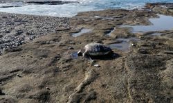 Başı kesilmiş caretta bulundu