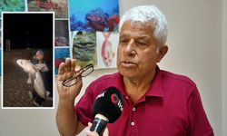 Köpek balıklarına yapılan "gösteri işkencesine" uzman uyarısı