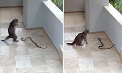 Kedi ile yılanın kavgası kamerada