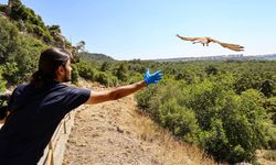 Kerkenez yavruları doğal ortamlarına salındı