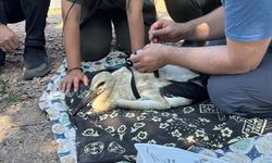 Yaren Leylek'in yavruları takibe alındı
