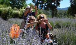 Kemer’de Doğayla İç İçe Lavanta Deneyimi: Mor Turizm