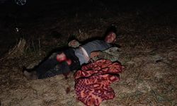 Antalya’da Aslan Saldırısı: Tarlada Uyuyan Çiftçi Ölümden Döndü