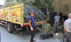 Büyükşehir’den 19 İlçeye 40 Bin Zeytin Fidanı Desteği