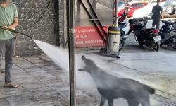 Sıcaklara Çözüm: Oto Yıkamacıda Serinleyen Köpekler