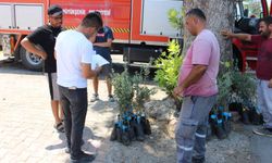 Büyükşehirden Zeytin Seferberliği