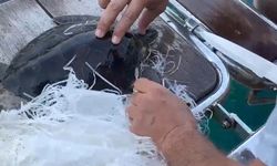 Çuvala Dolanan Caretta Caretta Kurtarıldı