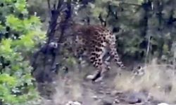 Nesli Tükenmekte Olan Anadolu Parsı Kemer’de Görüntülendi