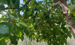 Alanya'da Avokado Hasadı Başladı