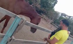 At, 3 Yaşındaki Çocuğu Isırıp Fırlattı