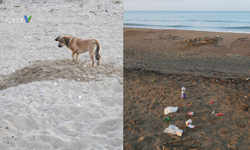 Caretta Carettalar Turistlere Pazarlanıyor