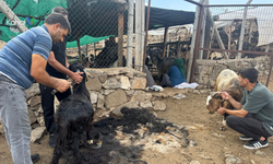 Toroslarda Asırlık Keçi Kırkımı Geleneği Yaşatılıyor