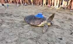 Caretta Carettalar İçin Yerli Uydu Takip Cihazı Üretildi