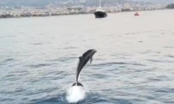 Alanya'da Tekne Turunda Yunus Sürprizi