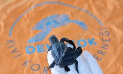 Türkiye'de Bir İlk: Siyam İkizi Caretta Caretta