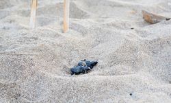Belek Sahilinde Caretta Caretta Yavru Çıkışları Başladı