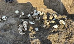 Alanya'da Caretta Caretta Yavruları Denize Ulaştı
