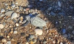 Caretta Yavrusunun Denize Ulaşma Mücadelesi