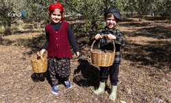 Minikler Manavgat’ta Zeytin Hasadına Katıldı