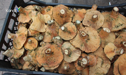 Kumluca’da Kanlıca (Çıntar) Sezonu Başladı