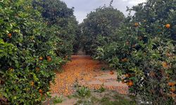 Antalya'da Fırtına, Hortum ve Sel Felaketinin Faturası 3 Milyar TL