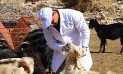 Büyükşehir Çoban Haritası Projesi ile 508 Çobana Destek Oldu