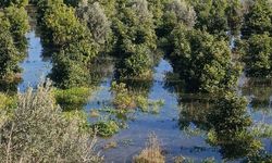 Irmak Taştı, Şantiye İle Narenciye Bahçelerini Su Bastı