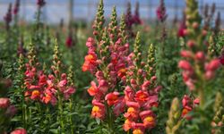 Antalya'dan Avrupa'ya Yeni Çiçek: Aslanağzı