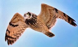 Antalya'da Renkli Bahar Göçü; 3 Günde 103 Tür