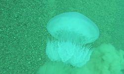 Poyraz, Akdeniz'deki En Büyük Denizanası Türünü Antalya Körfezi'ne Soktu