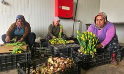 Kadınlar Günü'ne Özel Suda Lale Üretimi