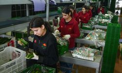 Antalya Hali’nden 64 Ülkeye Sebze İhracatı