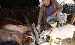 Korkuteli'de Hayvancılar Kendi Yemini Üretiyor