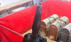 Alanya’da Horoz Dövüşüne Baskın: 11 kişiye 143 bin TL ceza