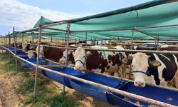 Kepez’in Kurban Pazarları Hizmette