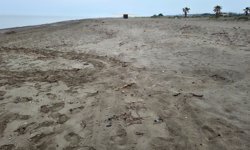 Caretta Sezonu Açıldı; Belek'te İlk Yuva evinci