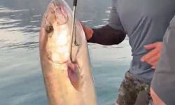 Konyaaltı Sahili'nde 56 Kilogramlık Kuzu Balığı Şaşkınlığı