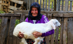 Emine nine 94 yaşında, 90 yıldır keçileriyle dağlarda