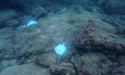 Antalya'da deniz dibinde çok sayıda ölü vatoz görüntülendi