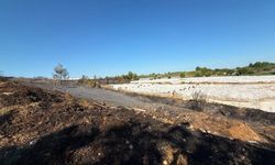 Antalya'daki yangında seralar zarar gördü