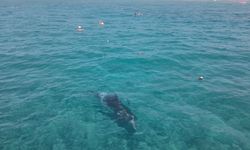 Alanya'da kıyıya yaklaşan yunus turistlerle yüzdü