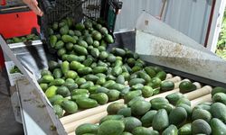 Gazipaşa avokadosu Gürcistan yolcusu
