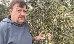 Tavşan Yüreği zeytinini dünya sahnesine çıkarmaya hazırlanıyor