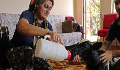 Prematüre doğan buzağını evine aldı, biberonla besleyip altını bezledi