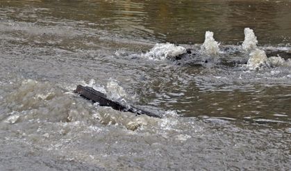 Antalya'da 'Sarı Kod' Uyarısı: Rögarlar Taştı, Telef Olmuş Dana Kıyıya Vurdu