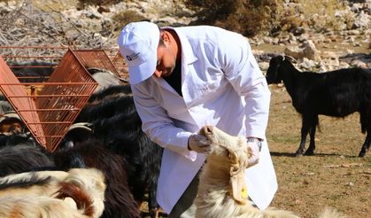 Büyükşehir Çoban Haritası Projesi ile 508 Çobana Destek Oldu