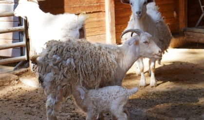 Mini Hayvanat Bahçesinde Yavru Sevinci