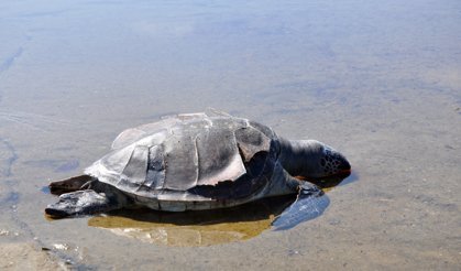 Caretta Caretta Ölüsü Sahile Vurdu