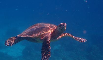 32 Yıllık Caretta Mücadelesi; 1,5 Milyon Yavru Denize Ulaştı